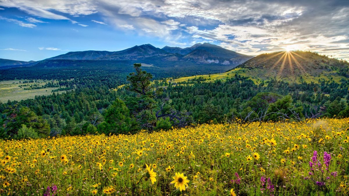 Flagstaff-City-in-Arizona-Beautiful-fields-with-mountain-sunflowers-flowers-forest-with-trees-sunrise-blue-sky-with-clouds-Landscape-wallpaper-widescreen-4547×2842-1920×1080